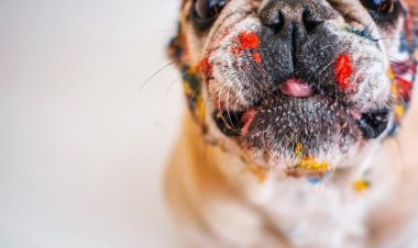 Breeds of Dogs with the Most Intelligence