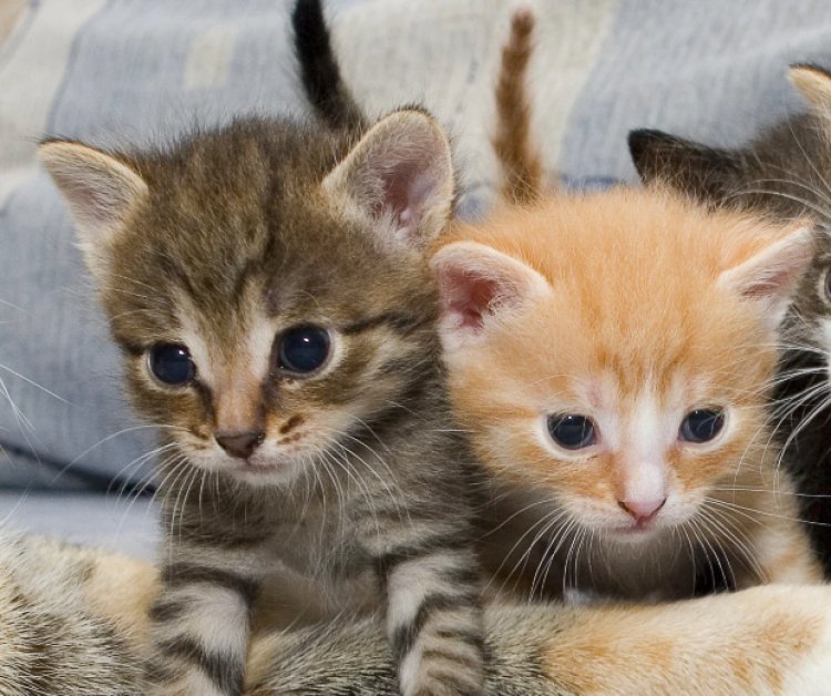 Domestic Shorthair Cat Breed: Personality & Info | Blogosm