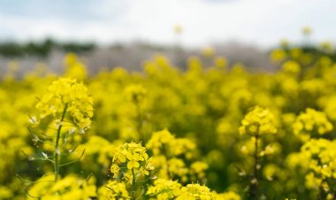 Sarso Price in Pakistan: Factors and Trends