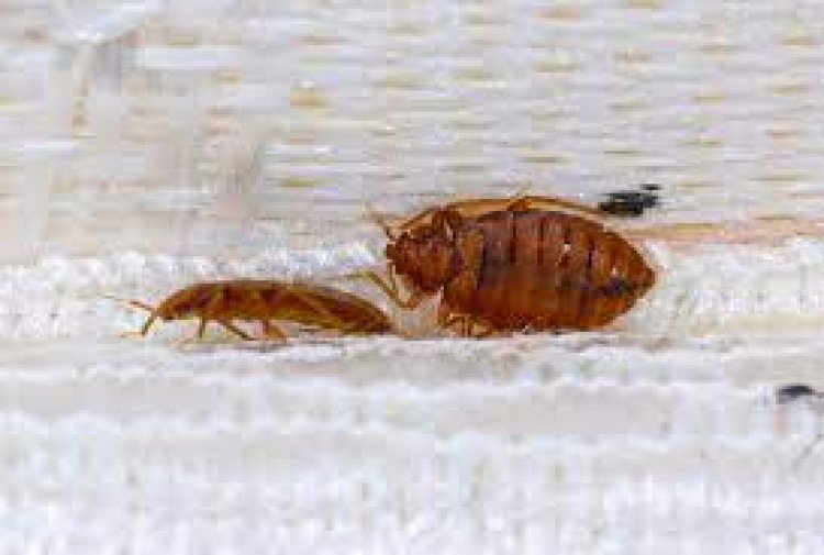 Effective Cockroach Extermination Solutions