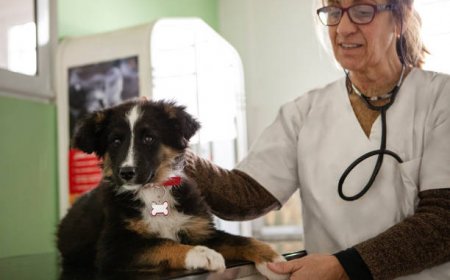 Laurel Vet Clinic: Modern Care for Your Beloved Pets