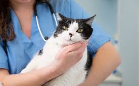 The Cost of Cat Insurance: Is It Worth the Investment?