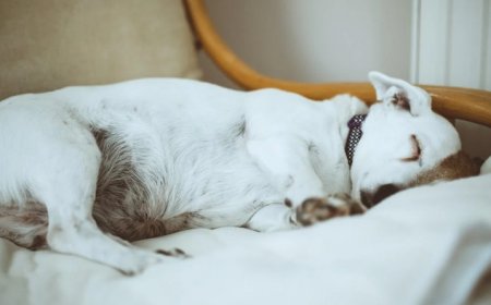 Where to Buy the Best Dog Beds in Canada's Online Stores