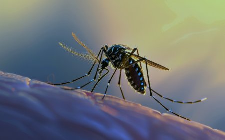 Global Dengue Fever Market Forecast: Trends, Challenges, and Opportunities