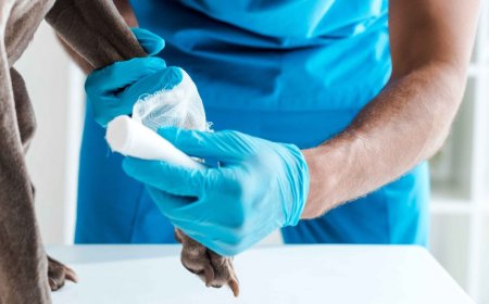 Pet Dermatology Specialists: Advanced Care for Healthy, Happy Pets