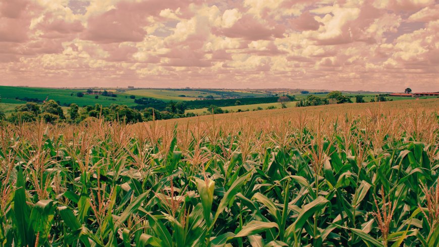 farmlands near Dehradun