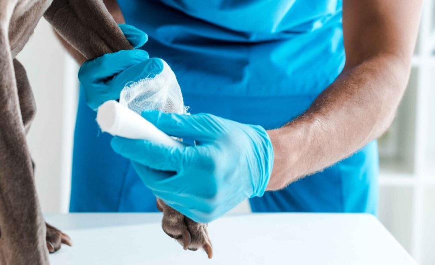 Pet Dermatology Specialists: Advanced Care for Healthy, Happy Pets