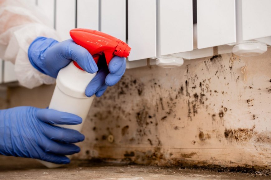 Expert Mold Removal and Remediation Services in Florida: Protect Your Home and Health
