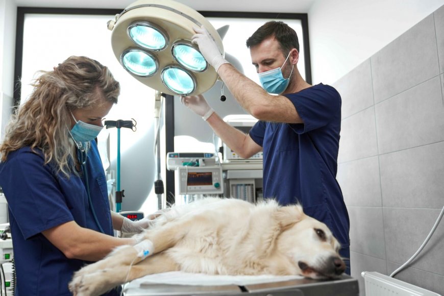 The Role of an Emergency Veterinarian Service in Pet Toxicity Treatment