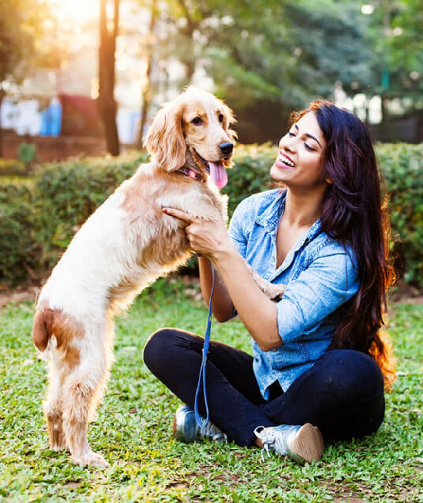 The Ultimate Guide to Dog Hostels: A Home Away from Home for Your Pet