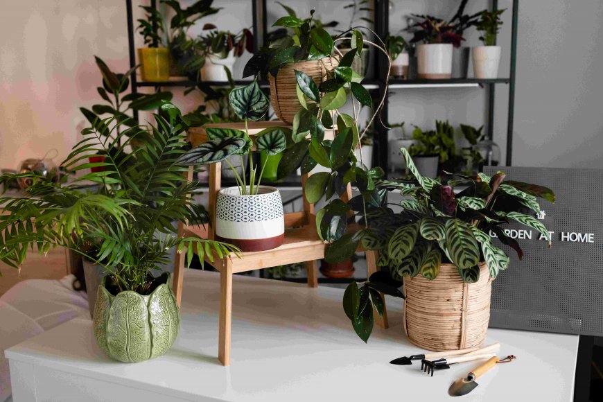 How to Care for Indoor Plants in Sydney’s Climate: Tips & Tricks