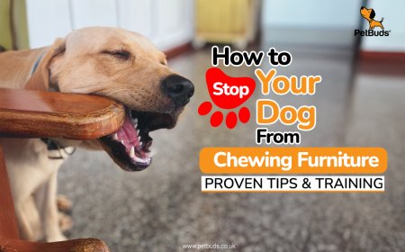 Is Your Dog Turning Your Furniture into a Chew Toy?