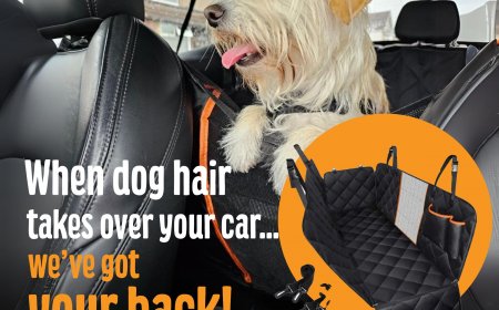 Is Your Car Basically a Second Dog Bed?