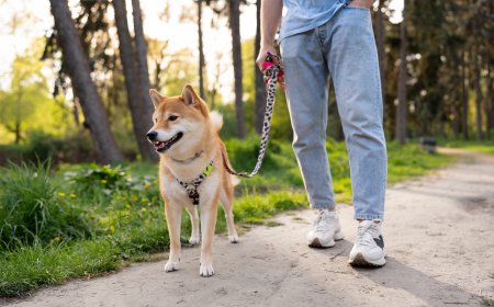 How to Properly Use a Hands-Free Dog Leash for Safe Walks
