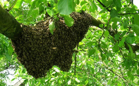 Sustainably Sweet: Discover the Wild Honey Advantage for Body, Mind, and Nature