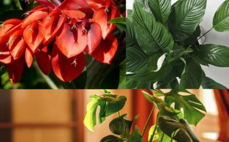 Why Buying Plants Online Is the Smart Choice for Modern Gardeners