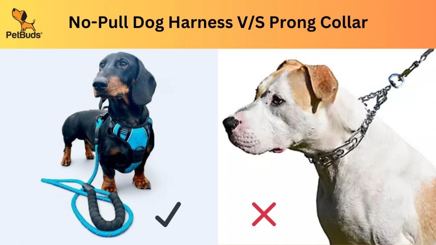 Collars or Harnesses: What Do Vets Recommend for Dogs?