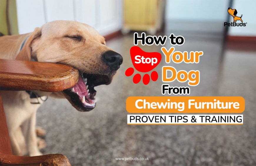 Is Your Dog Turning Your Furniture into a Chew Toy?