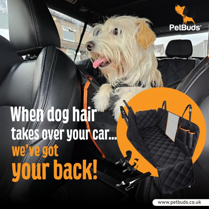 Is Your Car Basically a Second Dog Bed?