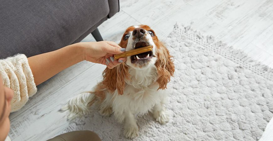 Do Chewing Toys Make Dogs Tired?
