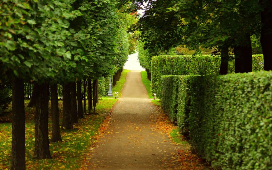 Local Tree Trimming Services in East Fishkill – Expert Care by Arborx Tree Service