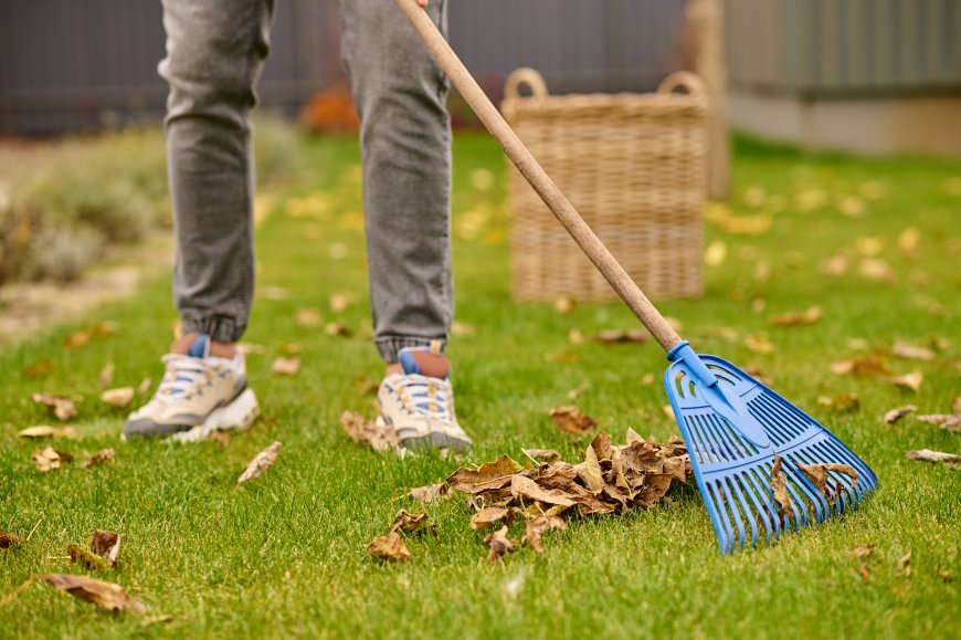 Lawn Clean Up Services: Discover the Best Lawn Care Service for a Pristine Yard