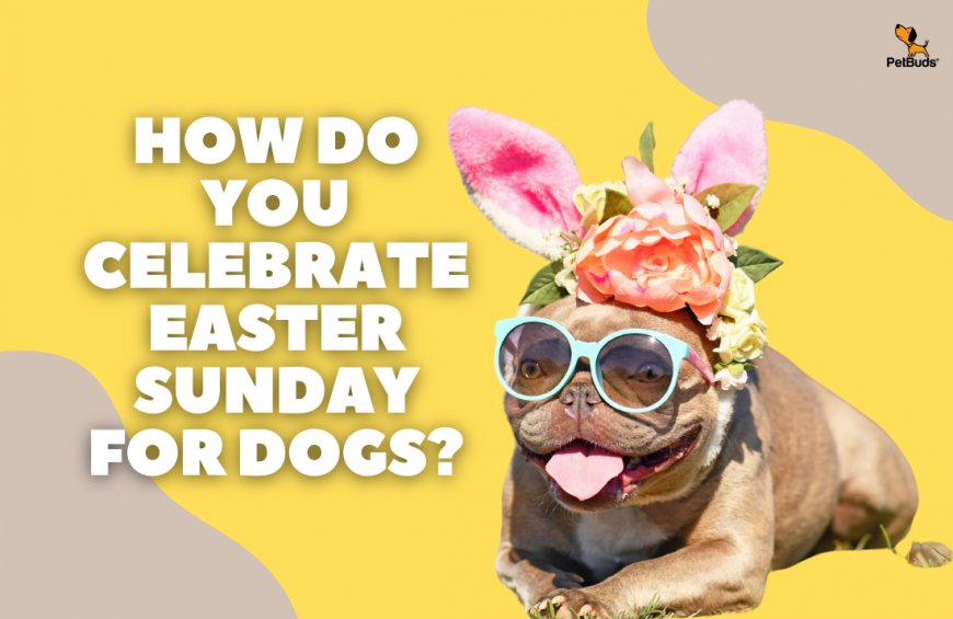 How Do You Celebrate Easter Sunday for Dogs?