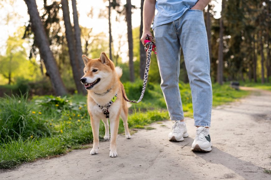 How to Properly Use a Hands-Free Dog Leash for Safe Walks