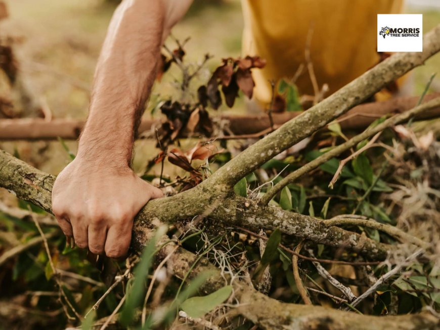 Hire Tree Removal Experts for Safe, Efficient Service