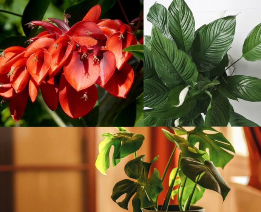 Why Buying Plants Online Is the Smart Choice for Modern Gardeners