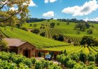 Explore the Charm of Heritage Vineyards & Winery