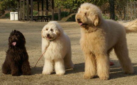 The Truth About Miniature Australian Labradoodle Breeders – What You Should Know Before You Search?