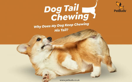 Dog Tail Chewing: Why Does My Dog Keep Chewing His Tail?