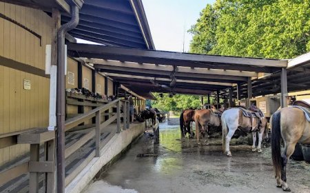 The Ultimate List of Attractions in Pigeon Forge, TN