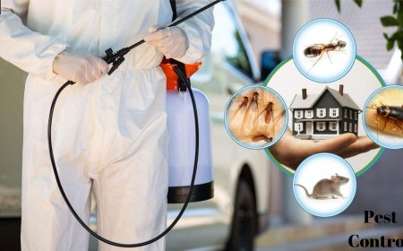 Who Handles Roaches in NYC Apartments? Tenant Rights, Landlord Duties, and What Happens When Neighbors Make It Worse