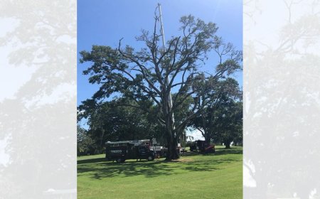 Emergency Tree Removal – Why Fast, Safe Action Matters After Storm Damage