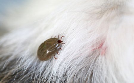 The Importance of Effective Flea and Tick Removal for a Healthy Home