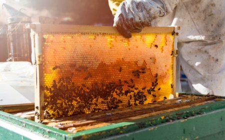 Effective Beehive Monitoring System: Smart Tips to Keep Ants Out & Monitor Bee Health