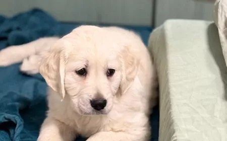 Golden Retriever Kopen: Waarom Deze Vriendelijke Hond de Perfecte Keuze Is