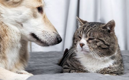 The Importance of Dermatology Pet Care