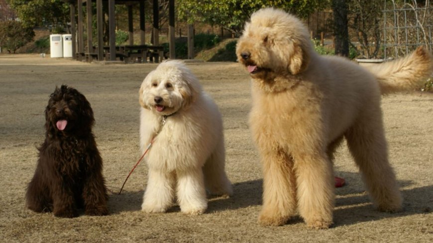 The Truth About Miniature Australian Labradoodle Breeders – What You Should Know Before You Search?