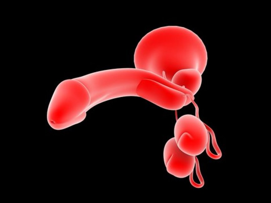 Do men get bigger after 25?