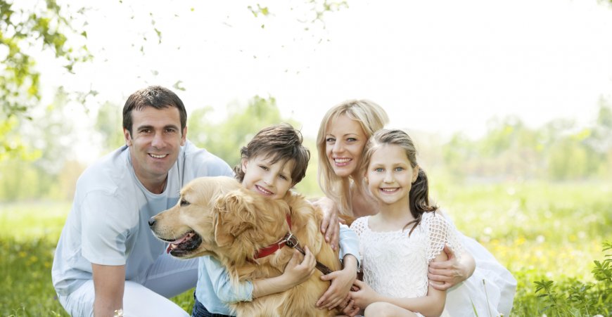 Boost Your Dog's Energy and Strength with the Best High Protein Dog Food from Procan Dog Food
