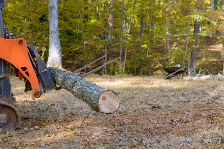 Affordable Tree Removal Near Me in Dutchess County, New York: A Simple Guide to Tree Care Services