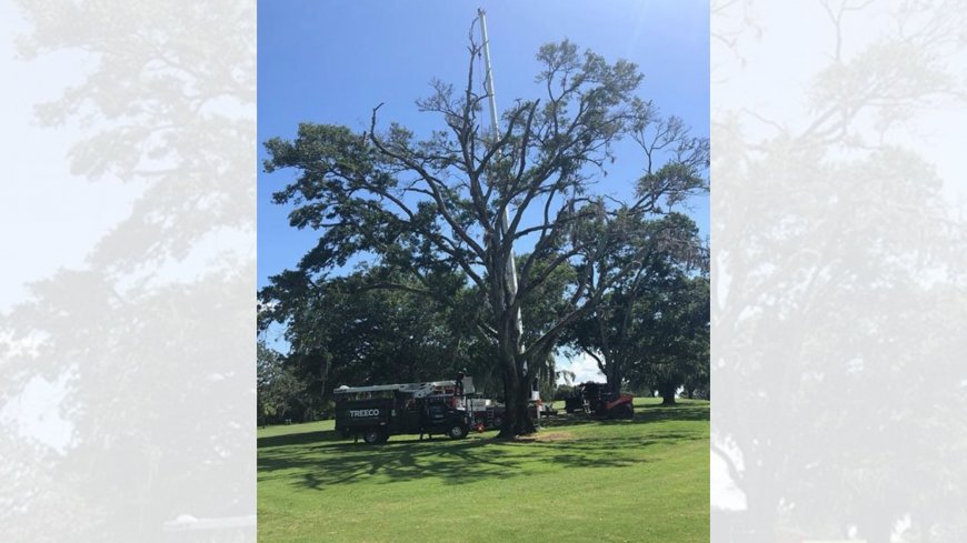Emergency Tree Removal – Why Fast, Safe Action Matters After Storm Damage