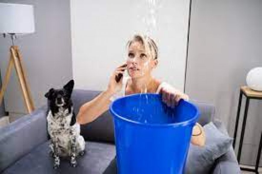 How Water Damage Cleanup Prevents Long-Term Mold