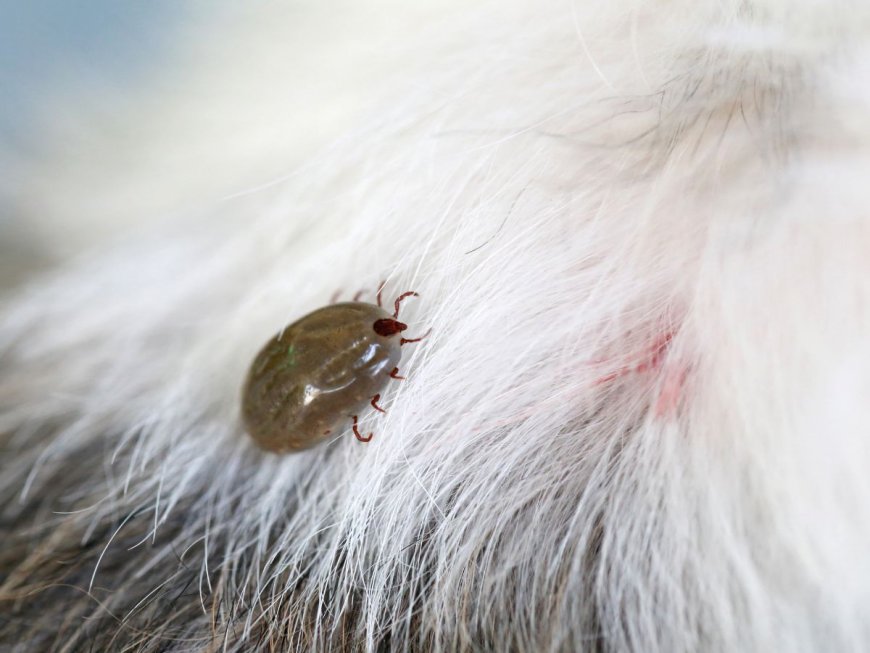 The Importance of Effective Flea and Tick Removal for a Healthy Home