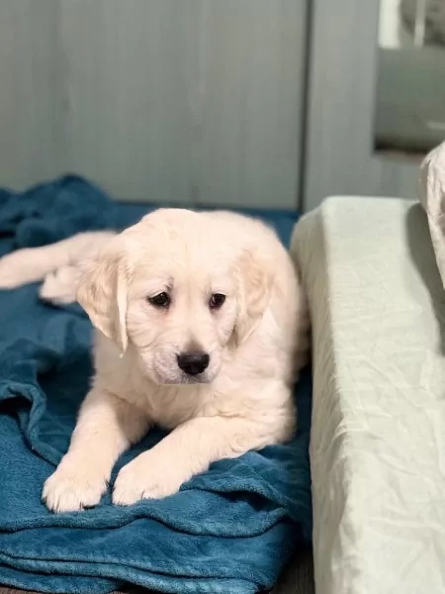 Golden Retriever Kopen: Waarom Deze Vriendelijke Hond de Perfecte Keuze Is
