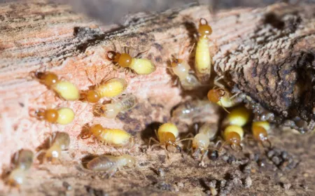 Bait Systems vs. Liquid Treatments: Which Controls Termites Better?