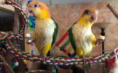The Best Pet Parrots: Choosing the Perfect Feathered Companion